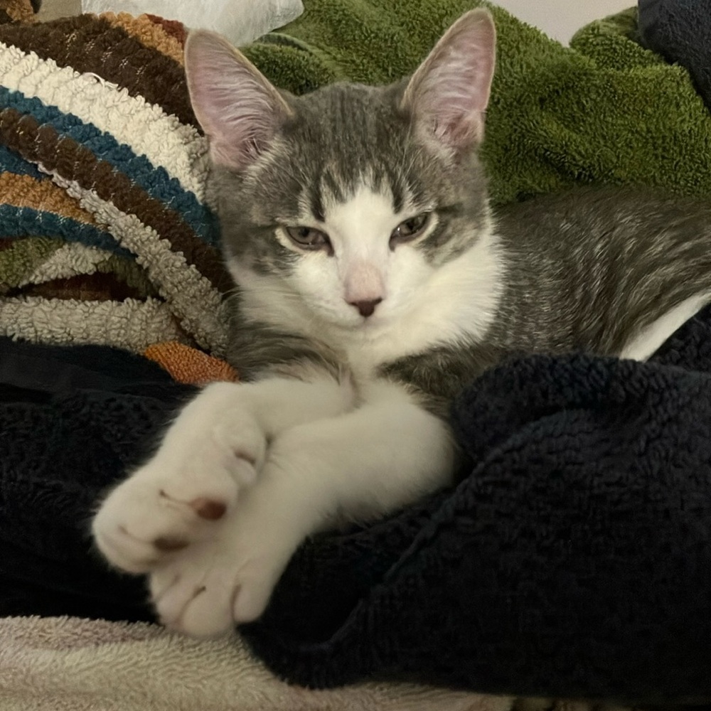 Yes this is my cat NOT FOR SALE